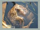 Имя файла=frog_album0010.jpg
Размер файла=46КБ
Размеры=450x338
Дата=Май 13, 2004 frog_album0010.jpg