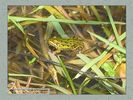 Имя файла=frog_album0015.jpg
Размер файла=53КБ
Размеры=450x338
Дата=Май 13, 2004 frog_album0015.jpg