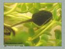 Имя файла=frog_album0019.jpg
Размер файла=33КБ
Размеры=450x338
Дата=Май 13, 2004 frog_album0019.jpg