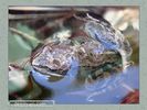 Имя файла=frog_album0021.jpg
Размер файла=42КБ
Размеры=450x338
Дата=Май 13, 2004 frog_album0021.jpg