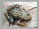 Имя файла=frog_album0022.jpg
Размер файла=59КБ
Размеры=450x338
Дата=Май 13, 2004 frog_album0022.jpg