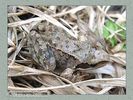 Имя файла=frog_album0023.jpg
Размер файла=59КБ
Размеры=450x338
Дата=Май 13, 2004 frog_album0023.jpg