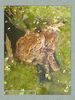Имя файла=frog_album003.jpg
Размер файла=59КБ
Размеры=338x450
Дата=Май 13, 2004 frog_album003.jpg