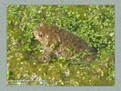 Имя файла=frog_album005.jpg
Размер файла=63КБ
Размеры=450x338
Дата=Май 13, 2004 frog_album005.jpg