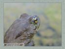 Имя файла=frog_album006.jpg
Размер файла=29КБ
Размеры=450x338
Дата=Май 13, 2004 frog_album006.jpg