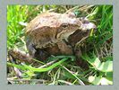 Имя файла=frog_album007.jpg
Размер файла=58КБ
Размеры=450x338
Дата=Май 13, 2004 frog_album007.jpg