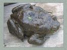 Имя файла=frog_album008.jpg
Размер файла=50КБ
Размеры=450x338
Дата=Май 13, 2004 frog_album008.jpg