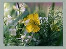 Имя файла=nature_0010.jpg
Размер файла=55КБ
Размеры=450x338
Дата=Янв 24, 2004 nature_0010.jpg