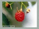 Имя файла=nature_0022.jpg
Размер файла=36КБ
Размеры=450x338
Дата=Янв 13, 2004 nature_0022.jpg