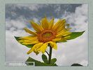 Имя файла=nature_0061.jpg
Размер файла=50КБ
Размеры=450x338
Дата=Окт 18, 2006 nature_0061.jpg