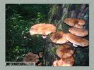 Имя файла=nature_0063.jpg
Размер файла=70КБ
Размеры=450x338
Дата=Окт 18, 2006 nature_0063.jpg