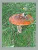 Имя файла=nature_0065.jpg
Размер файла=93КБ
Размеры=338x450
Дата=Окт 18, 2006 nature_0065.jpg