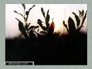 Имя файла=nature_008.jpg
Размер файла=34КБ
Размеры=450x338
Дата=Янв 13, 2004 nature_008.jpg