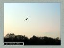 Имя файла=fauna_01_0022.jpg
Размер файла=22КБ
Размеры=450x338
Дата=Апр 27, 2004 fauna_01_0022.jpg