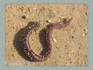 Имя файла=fauna_01_0028.jpg
Размер файла=70КБ
Размеры=450x338
Дата=Май 24, 2004 fauna_01_0028.jpg