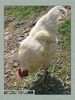 Имя файла=fauna_01_0035.jpg
Размер файла=59КБ
Размеры=338x450
Дата=Июнь 04, 2004 fauna_01_0035.jpg