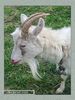 Имя файла=fauna_01_0038.jpg
Размер файла=57КБ
Размеры=338x450
Дата=Июнь 04, 2004 fauna_01_0038.jpg