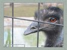 Имя файла=moscow_zoo_001.jpg
Размер файла=41КБ
Размеры=450x338
Дата=Май 01, 2004 moscow_zoo_001.jpg