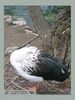 Имя файла=moscow_zoo_0010.jpg
Размер файла=64КБ
Размеры=338x450
Дата=Май 01, 2004 moscow_zoo_0010.jpg