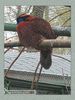 Имя файла=moscow_zoo_0011.jpg
Размер файла=73КБ
Размеры=338x450
Дата=Май 01, 2004 moscow_zoo_0011.jpg