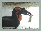 Имя файла=moscow_zoo_0012.jpg
Размер файла=39КБ
Размеры=450x338
Дата=Май 01, 2004 moscow_zoo_0012.jpg