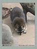 Имя файла=moscow_zoo_0017.jpg
Размер файла=54КБ
Размеры=338x450
Дата=Май 01, 2004 moscow_zoo_0017.jpg