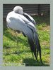 Имя файла=moscow_zoo_0019.jpg
Размер файла=71КБ
Размеры=338x450
Дата=Май 01, 2004 moscow_zoo_0019.jpg