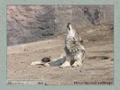 Имя файла=moscow_zoo_002.jpg
Размер файла=62КБ
Размеры=450x338
Дата=Май 01, 2004 moscow_zoo_002.jpg