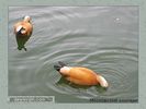 Имя файла=moscow_zoo_0020.jpg
Размер файла=36КБ
Размеры=450x338
Дата=Май 01, 2004 moscow_zoo_0020.jpg