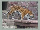 Имя файла=moscow_zoo_0024.jpg
Размер файла=56КБ
Размеры=450x338
Дата=Май 01, 2004 moscow_zoo_0024.jpg