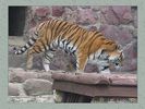 moscow_zoo_0024.jpg