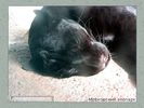 Имя файла=moscow_zoo_0026.jpg
Размер файла=49КБ
Размеры=450x338
Дата=Май 01, 2004 moscow_zoo_0026.jpg