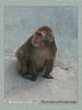 Имя файла=moscow_zoo_003.jpg
Размер файла=49КБ
Размеры=338x450
Дата=Май 01, 2004 moscow_zoo_003.jpg