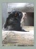 Имя файла=moscow_zoo_0031.jpg
Размер файла=60КБ
Размеры=338x450
Дата=Май 01, 2004 moscow_zoo_0031.jpg