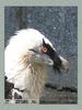 Имя файла=moscow_zoo_0033.jpg
Размер файла=48КБ
Размеры=338x450
Дата=Май 01, 2004 moscow_zoo_0033.jpg