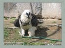 Имя файла=moscow_zoo_006.jpg
Размер файла=69КБ
Размеры=450x338
Дата=Май 01, 2004 moscow_zoo_006.jpg