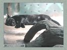 Имя файла=moscow_zoo_008.jpg
Размер файла=42КБ
Размеры=450x338
Дата=Май 01, 2004 moscow_zoo_008.jpg