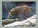 Имя файла=moscow_zoo_009.jpg
Размер файла=55КБ
Размеры=450x338
Дата=Май 01, 2004 moscow_zoo_009.jpg