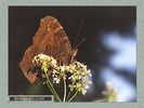Имя файла=nature_fauna_01.jpg
Размер файла=48КБ
Размеры=450x338
Дата=Янв 13, 2004 nature_fauna_01.jpg