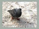 Имя файла=nature_fauna_012.jpg
Размер файла=69КБ
Размеры=450x338
Дата=Янв 28, 2004 nature_fauna_012.jpg