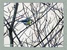 Имя файла=nature_fauna_014.jpg
Размер файла=73КБ
Размеры=450x338
Дата=Янв 28, 2004 nature_fauna_014.jpg
