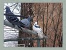 Имя файла=nature_fauna_018.jpg
Размер файла=74КБ
Размеры=450x338
Дата=Фев 06, 2004 nature_fauna_018.jpg