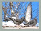 Имя файла=nature_fauna_019.jpg
Размер файла=76КБ
Размеры=450x338
Дата=Фев 15, 2004 nature_fauna_019.jpg