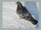 Имя файла=nature_fauna_020.jpg
Размер файла=50КБ
Размеры=450x338
Дата=Фев 15, 2004 nature_fauna_020.jpg