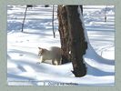 Имя файла=nature_fauna_021.jpg
Размер файла=53КБ
Размеры=450x338
Дата=Фев 15, 2004 nature_fauna_021.jpg