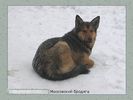 Имя файла=nature_fauna_022.jpg
Размер файла=39КБ
Размеры=450x338
Дата=Фев 15, 2004 nature_fauna_022.jpg