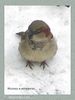 Имя файла=nature_fauna_024.jpg
Размер файла=41КБ
Размеры=338x450
Дата=Фев 15, 2004 nature_fauna_024.jpg