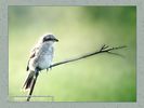 Имя файла=nature_fauna_03.jpg
Размер файла=31КБ
Размеры=450x338
Дата=Янв 13, 2004 nature_fauna_03.jpg