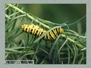 Имя файла=nature_fauna_04.jpg
Размер файла=49КБ
Размеры=450x338
Дата=Янв 13, 2004 nature_fauna_04.jpg
