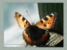 Имя файла=nature_fauna_05.jpg
Размер файла=40КБ
Размеры=450x338
Дата=Янв 13, 2004 nature_fauna_05.jpg